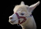 Young visitor to penistone show.jpg